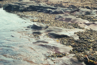 Nature, Landscape - IMG2008-0687-2314-Dm.tif