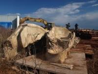 Blue Whale: Large Clean Bones