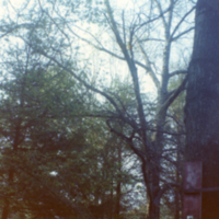 Arbres