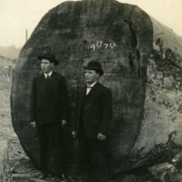 Un grand arbre abattu