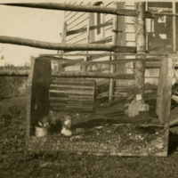 Deux tamias dans une cage
