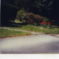 Des fleurs