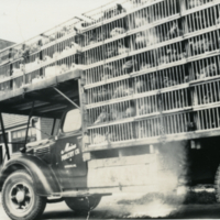 Camion de volaille