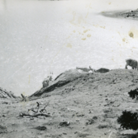 Des chèvres sur les montagnes