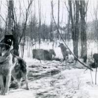 Des chiens dans une forêt