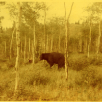 Un ours dans une forêt