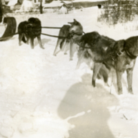 Des chiens attachés à un traîneau