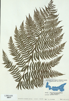 Athyrium filix-femina