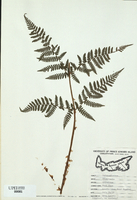 Dryopteris spinulosa
