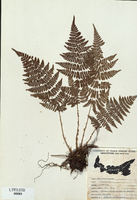 Dryopteris spinulosa