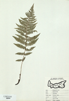 Dryopteris cristata