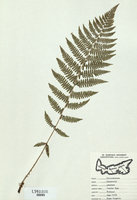 Dryopteris cristata