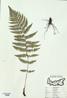 Dryopteris cristata