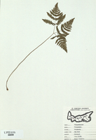 Dryopteris disjuncta