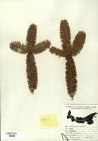 Abies balsamea