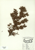 Abies balsamea