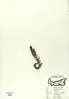 Ceratophyllum demersum