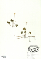 Coptis trifolia