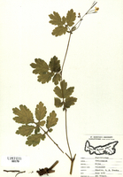 Chelidonium majus