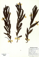 Comptonia peregrina