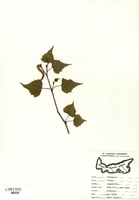 Betula populifolia