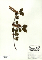 Betula papyrifera