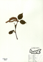 Betula papyrifera