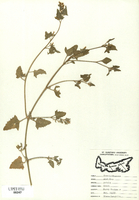 Atriplex patula