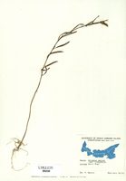 Atriplex patula