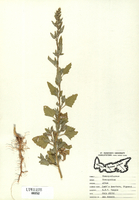 Chenopodium album