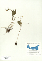 Claytonia caroliniana
