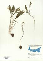 Claytonia caroliniana