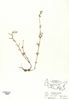 Cerastium arvense