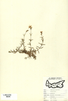 Cerastium arvense