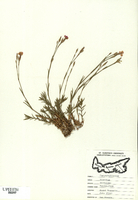 Dianthus deltoides
