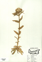 Dianthus barbatus