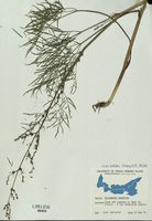 Cicuta bulbifera