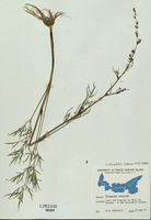 Cicuta bulbifera
