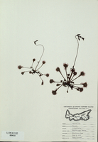 Drosera rotundifolia