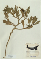 Cakile edentula