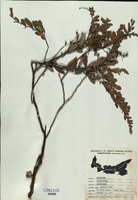 Chamaedaphne calyculata