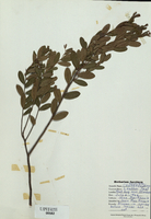 Chamaedaphne calyculata