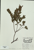 Chamaedaphne calyculata