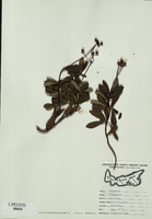 Chimaphila umbellata