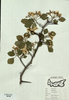 Crataegus flabellata