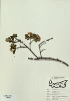 Aronia melanocarpa