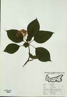 Cornus alterniflora