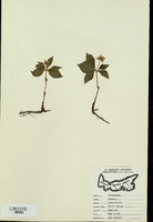 Cornus canadensis