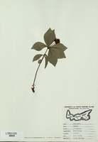 Cornus canadensis
