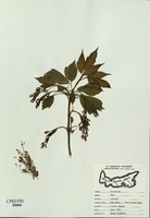 Acer negundo